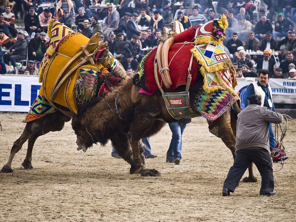 Camel Wrestling